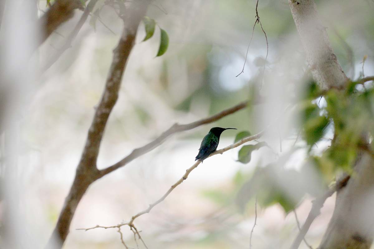 bee eater selective focus photo of green-leafed plant with twigg dover gardens